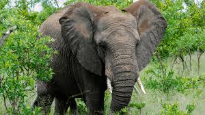 World Elephant Day | August 12