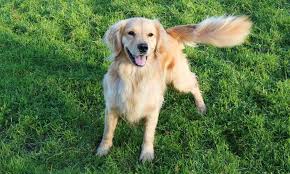 Why Do Dogs Wag Their Tails?